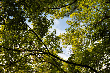 Fototapeta premium Lush green tree canopy against a bright blue sky with sunlight filtering through