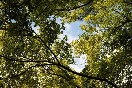 Lush green tree canopy against a bright blue sky with sunlight filtering through