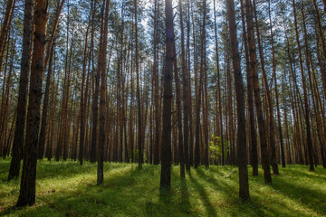 Sunlight filters through tall trees in a tranquil forest during a bright afternoon walk © Михаил Шорохов