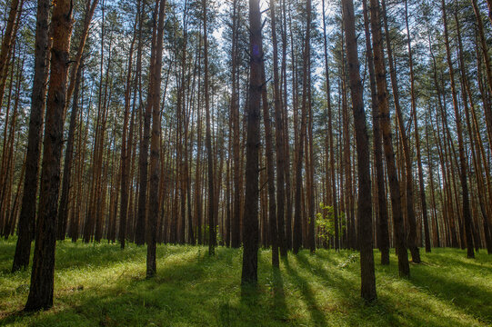 Sunlight filters through tall trees in a tranquil forest during a bright afternoon walk