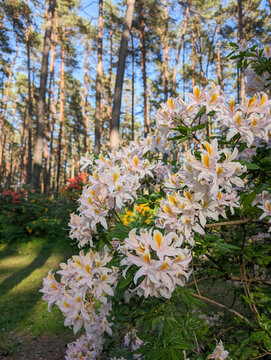 Deciduous rhododendron pink and yellow flowers in a blooming spring forest
