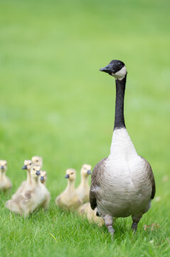Adult Canada goose walking with goslings in a grassy field