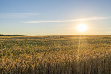 Fototapeta premium Golden Ears of Wheat Stretch Across a Field Under the Bright Sun During a Summer Evening in the Countryside Where Nature Thrives and Grows