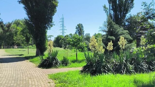 Static shot of blooming yucca plants swaying in a sunny urban park with a distant power tower. This serene b-roll is perfect for city vlogs and documentaries about urban green spaces