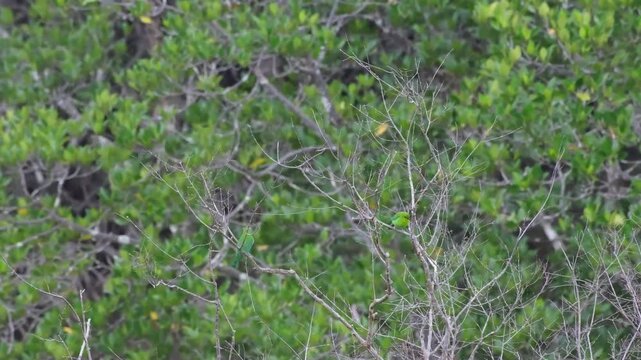 Pair of Yellow-throated Leafbirds Showing Feather Shaking, Fluffed Plumage and Head Scratching, Palawan Philippines
