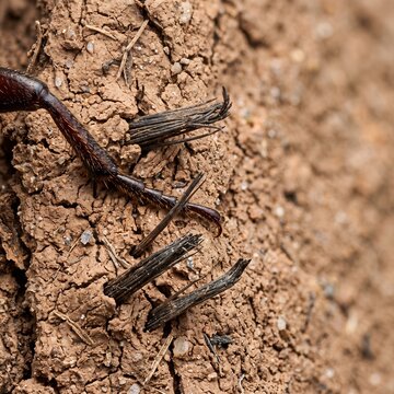 Creative Rusty nails, old metal, on cracked earth, close-up, texture background 2k