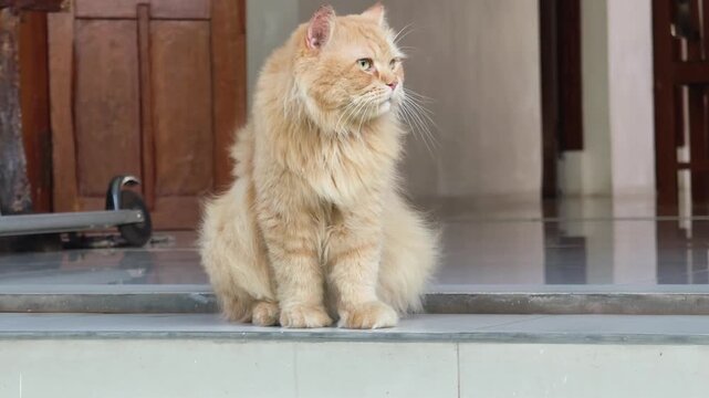 Fluffy orange Persian cat footage sitting on a doorstep and looking around, majestic ginger longhair cat video staring into the distance with curious expression on a porch