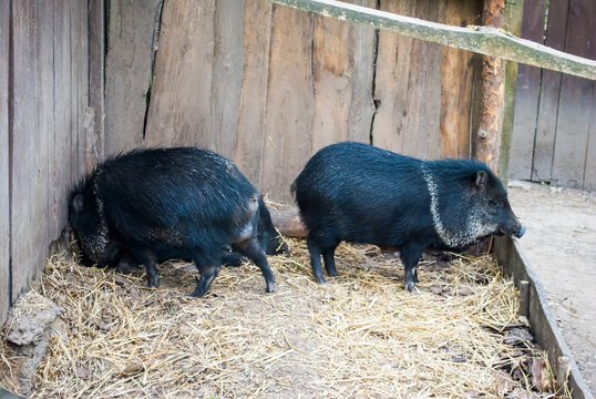 Collared peccaries (Pecari tajacu) standing in a rustic enclosure with straw bedding. A pair of wild pigs with distinctive white markings on their collars in their natural habitat at the zoo.