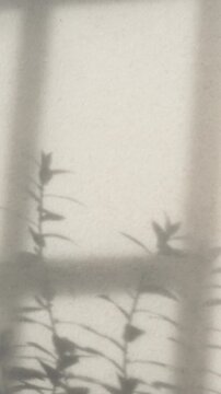 Vertical sunbeam creating beautiful window frame shadow play on minimalist white room wall, creating neat space for text layout background.