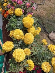Fototapeta premium Yellow Marigold With Leaves