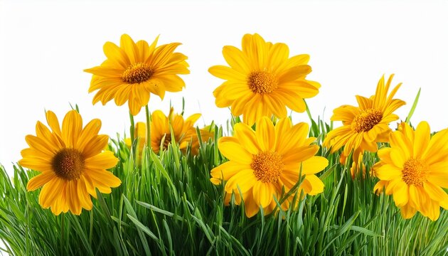 Colse Up Yellow Flowers On Green Grass Isolated On White
