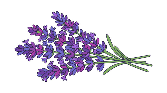 Illustration vectorielle d'un bouquet de fleurs de lavande violette avec des tiges vertes, isol&eacute; sur un fond blanc, id&eacute;al pour des designs botaniques, des produits cosm&eacute;tiques ou naturels.