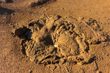Wet brown mud texture splashed by thrown stones creating deep impact craters in soft swampy ground with ripples and messy organic patterns on the sunny shore of a pond © PhotoChur