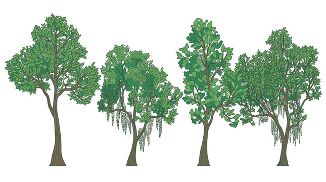 Conjunto de quatro ilustra&ccedil;&otilde;es vetoriais de &aacute;rvores de folhagem verde com musgo espanhol pendurado, isoladas em um fundo branco para projetos de paisagismo e design gr&aacute;fico.