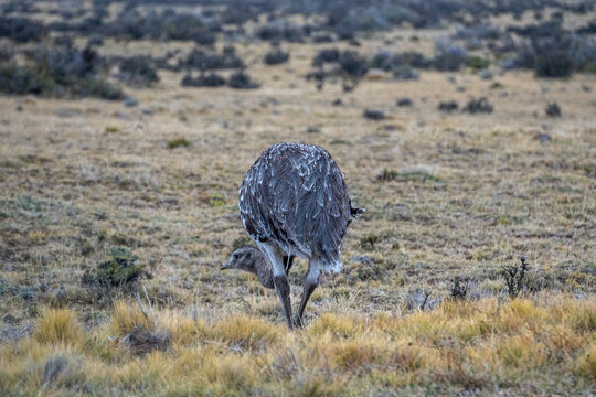 rhea in patagonia