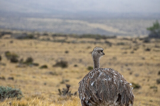 rhea in patagonia