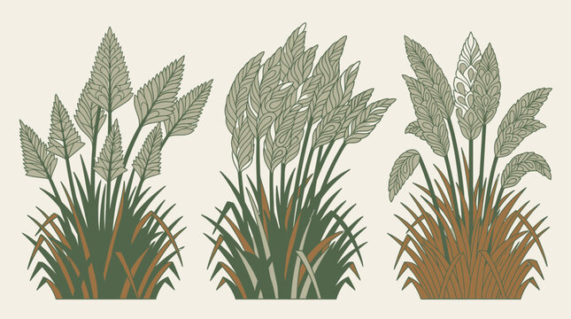 Conjunto de ilustraciones vectoriales de plantas ornamentales de hierba de la pampa con un estilo art&iacute;stico grabado vintage sobre un fondo de color crema claro