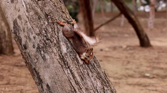A squirrel is clinging to the bark, holding a nut in its front paws and eating it. 4K.