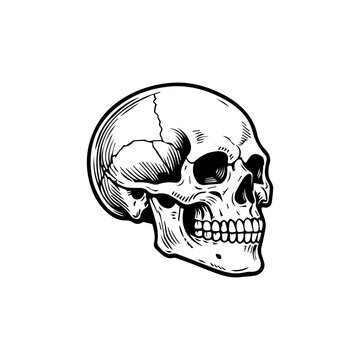 A collection of hand-drawn vintage human skull illustrations featuring multiple viewing angles and anatomical details. Designed in engraved blackwork style, ideal for tattoo designs, gothic apparel, s