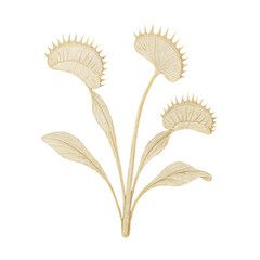 Fototapeta premium PNG Elegant golden Venus flytrap illustration.