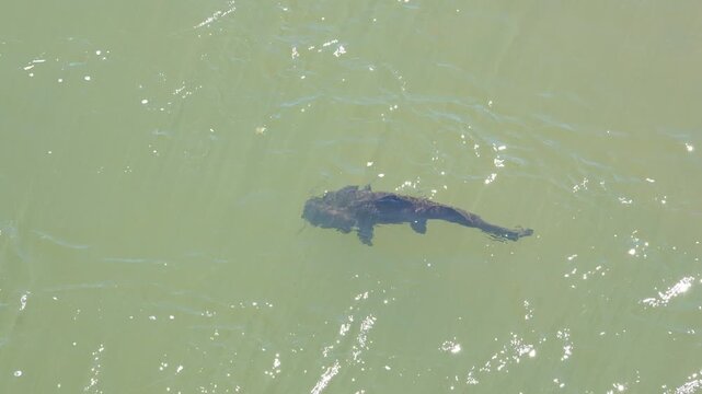 Aerial view of a large iguazu catfish, also known as surubi, swimming just below the murky green surface of a river in its habitat