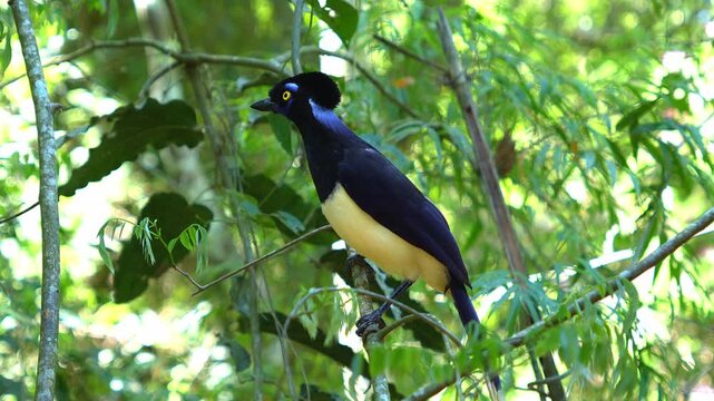 Vibrant plush crested jay ( cyanocorax chrysops ) perching on a tree branch in its natural habitat