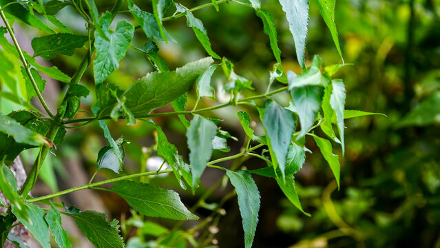 Beautiful green plants and lush foliage near Lake Toba Samosir