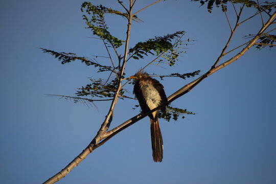 guira guira portrait with blue sky background