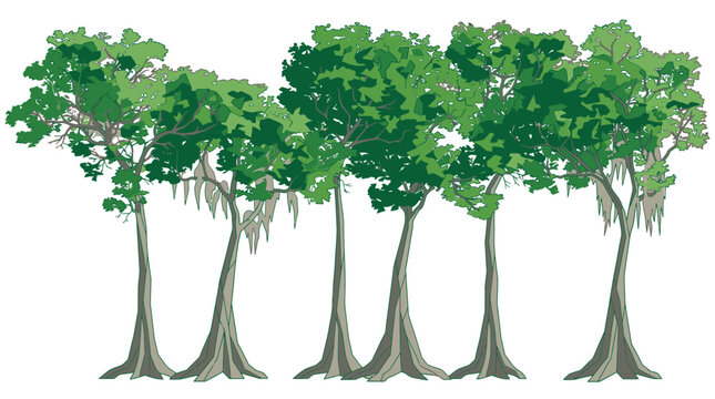 Illustrazione vettoriale di una fila di alberi di cipresso calvo con muschio spagnolo pendente, isolata su sfondo bianco per design naturalistici e ambientazioni di paludi.