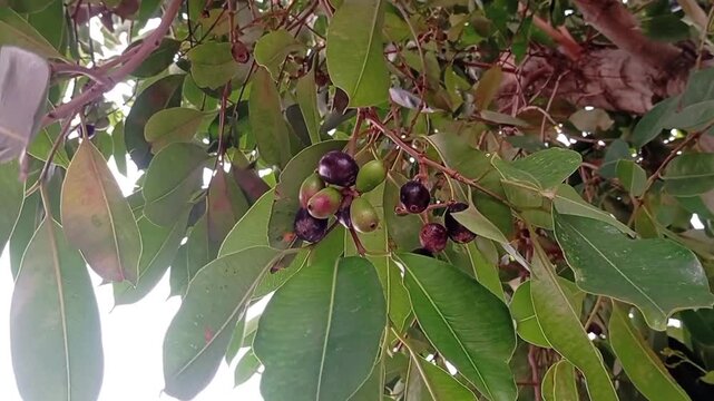 Java Plum Tree (Syzygium cumini) with Green Leaves in Natural Garden