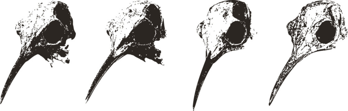 bird skull silhouettes in different angles anatomical black and white bones illustration set