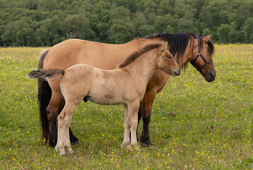 Highland mare and foal with tail out © Pippa