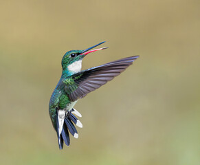 Picaflor garganta blanca hembra en vuelo desplegando alas © Sergio