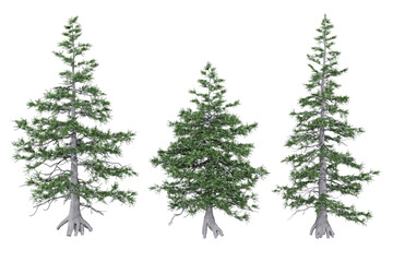 Fototapeta premium Three Evergreen Trees Isolated on White Background