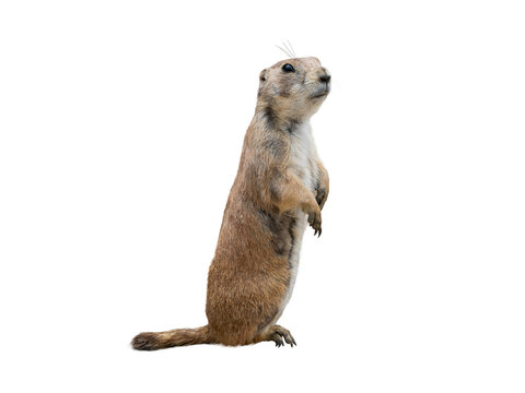 Cute prairie dog standing alert isolated on white background.