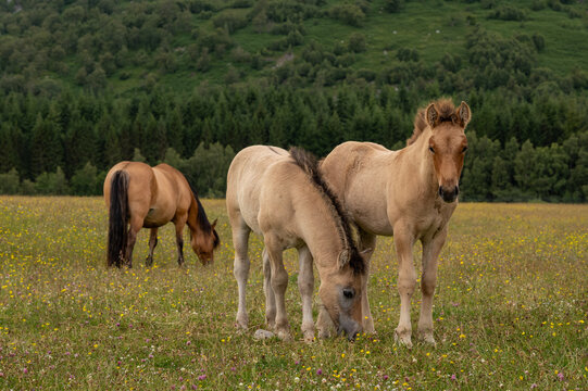Highland foals with mare in background