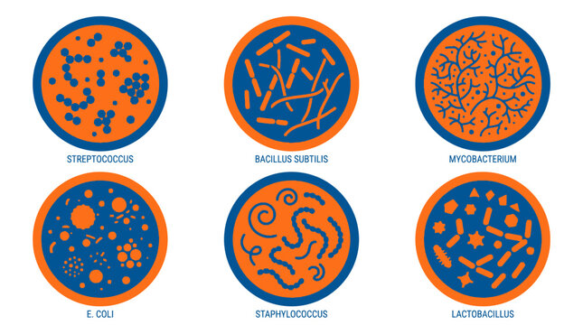 Set of six petri dishes showing different types of bacteria and microorganisms.