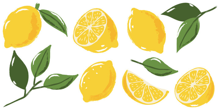 Vector watercolor lemon fruits set. Hand drawn yellow lemons citrus illustration. Trendy vintage design elements