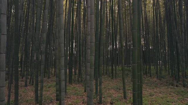 Green Bamboo Forest Interior in Arashiyama, Japan