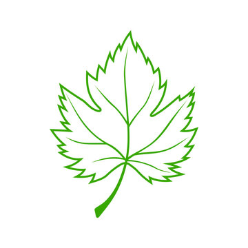 Maple green acer leaf isolated outline plant. Vector vibrant sycamore leafage, symbol of spring