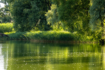 Lush riverside trees cast deep green reflections across calm water. Sunlit specks drift on the surface while reeds line the shore creating a peaceful summer sanctuary ideal for quiet escape. © Chornogirskyi