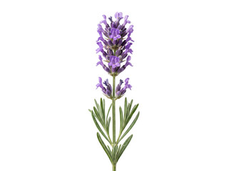 Obraz premium Single Sprig of Fragrant Purple Lavender Flower Isolated on White Background for Aromatherapy