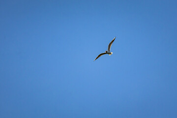 Gull with wings curving upward cruises through a bright sky showing crisp detail and motion while the uncluttered backdrop offers room for copy and themes of freedom and aspiration. © Chornogirskyi