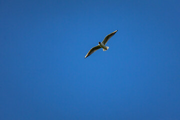 Gull arcs across a cobalt sky with strong contrast and elegant posture while generous negative space invites copy and themes of discovery courage and smooth forward movement. © Chornogirskyi
