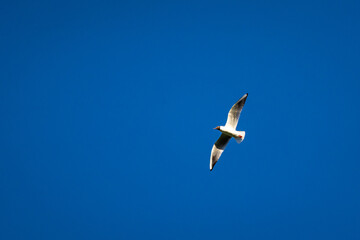 Lone seagull soars across a vivid blue sky with wings wide and sunlight on its feathers evoking freedom peace and open space perfect for minimalist nature backgrounds and inspiring themes © Chornogirskyi