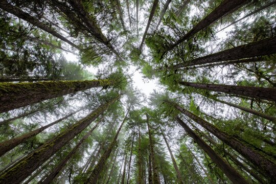 Looking up at towering coniferous trees in old growth forest with woodland evergreen outdoors perspective vertical branches wilderness environment ecosystem atmospheric peaceful botanical