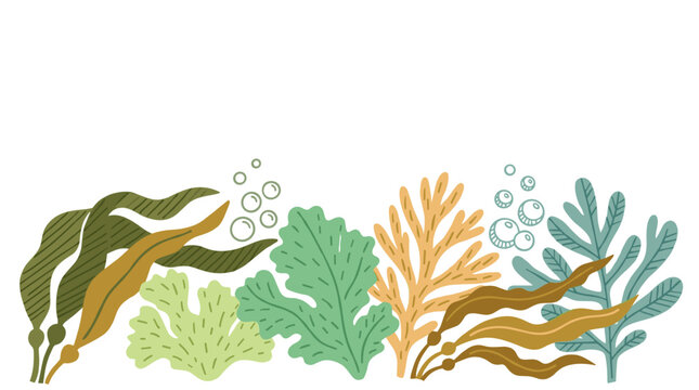Diverse underwater seaweed and kelp varieties in various natural colors, with small air bubbles rising, creating a vibrant marine ecosystem border