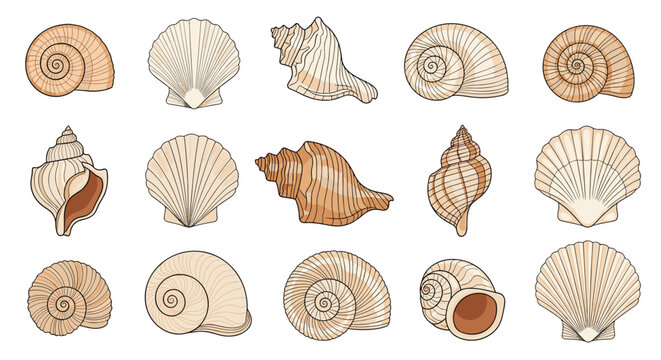 Large assorted collection of various seashells and marine snail shells in different shapes, sizes, and textures for sea life study or decor.