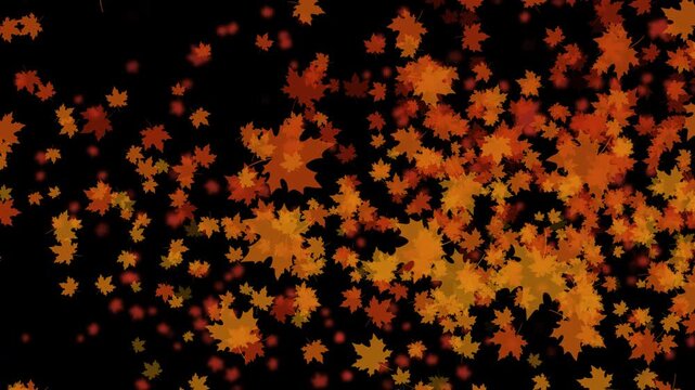 紅葉 カエデ 中 右に発生源 回転ランダム 紅葉色 パターン01 ループ 10秒（透過背景）