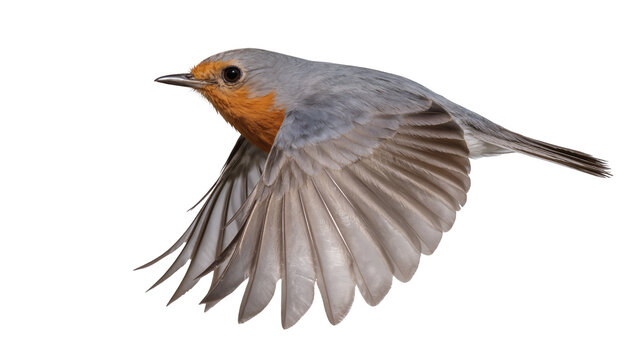 European Robin bird in flight with wings spread